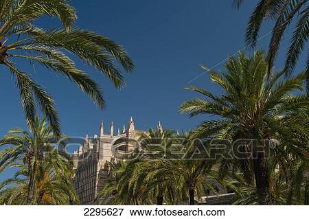 Spain, Majorca, Palm trees and cathedral; Palma View Large Photo Image Stock Photo - Spain, Majorca, Palm trees and cathedral; Palma. Fotosearch