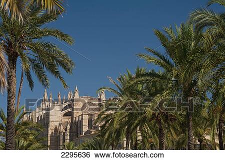Stock Photograph - Spain, Majorca, Palm trees in Parc de la Mar leading to Cathedral; Palma. Fotosearch