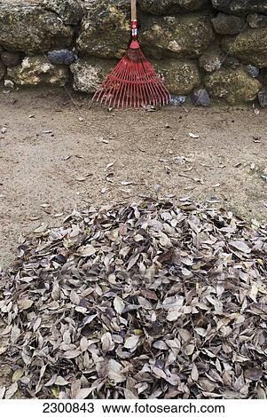 Stock Image - Spain, Rake And Pile Of Leaves After Raking Leaves In Garden During Fall; Cordoba. Fotosearch