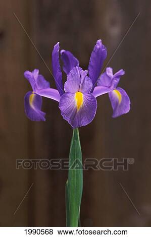 Spanish Iris (Iris Xiphium Or Hispanica) Single Green Stem With Brown Background View Large Photo Image Stock Photo - Spanish Iris (Iris Xiphium Or Hispanica) Single Green Stem With Brown Background. Fotosearch