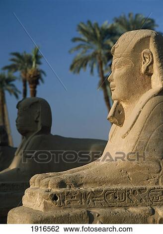 Sphinx At Dawn In Avenue Of Sphinxes View Large Photo Image Stock Image - Sphinx At Dawn In Avenue Of Sphinxes. Fotosearch