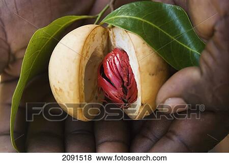 Stock Photo - Spices, Grenada.. Fotosearch