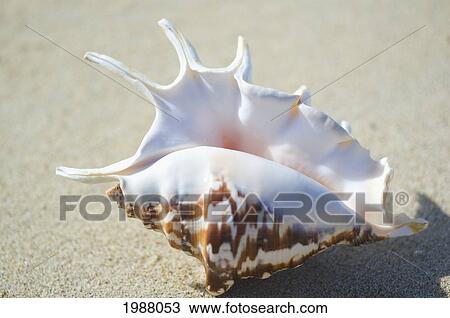 Stock Image - Spider Conch Seashell (Lambis Lambis) Laying On Sand. Fotosearch
