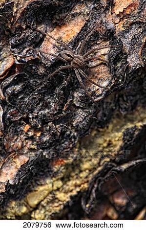 Stock Photograph - Spider In The Wood, Yukon.. Fotosearch