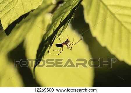 Spider, Mont Saint-Bruno National Park, Monteregie region; Quebec, Canada View Large Photo Image Stock Image - Spider, Mont Saint-Bruno National Park, Monteregie region; Quebec, Canada. Fotosearch