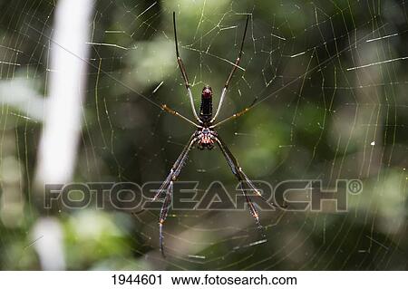 Stock Image - Spider on its web, Iguazu Falls National Park, Misiones, Argentina. Fotosearch