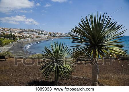 Stock Image - Spiky Yuka Plants Overlooking The Coastline. Fotosearch