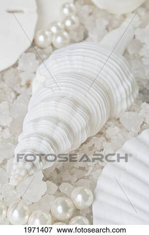 Stock Photo - Spindle Shell And Other Assorted Shells.. Fotosearch