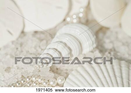 Stock Photography - Spindle Shell And Other Assorted Shells.. Fotosearch