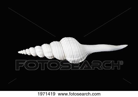 Stock Photo - Spindle Shell On Black Studio Background.. Fotosearch