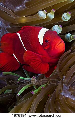 Picture - Spine-Cheek Anemonefish (Premnas Biaculeatus) Hiding In Anemone; Indonesia. Fotosearch