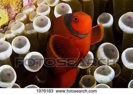 Stock Image - Spine-Cheek Anemonefish (Premnas Biaculeatus) Hiding In Anemone; Indonesia. Fotosearch