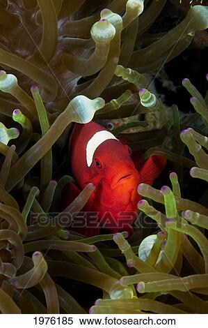 Stock Photography - Spine-Cheek Anemonefish (Premnas Biaculeatus) Hiding In Anemone; Indonesia. Fotosearch