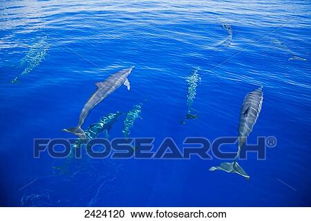 Stock Image - Spinner dolphin (Stenella longirostris) just below the surface of the water off the island of Yap; Micronesia. Fotosearch