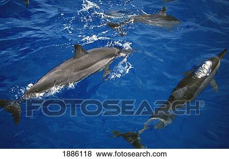 Stock Photo - Spinner Dolphins, High Angle View. Fotosearch