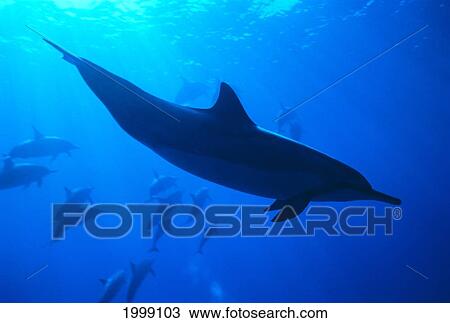 Spinner Dolphins (Stenella Longirostris) Underwater, One Close-Up B1876 View Large Photo Image Stock Image - Spinner Dolphins (Stenella Longirostris) Underwater, One Close-Up B1876. Fotosearch
