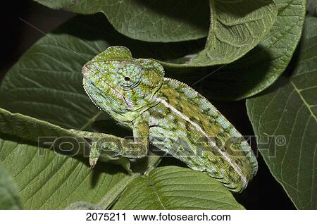 Spiny Giant Chameleon Or Warty Chameleon (Furcifer Verrucosus), Marozevo, Toamasina Province, Madagascar View Large Photo Image Stock Image - Spiny Giant Chameleon Or Warty Chameleon (Furcifer Verrucosus), Marozevo, Toamasina Province, Madagascar. Fotosearch