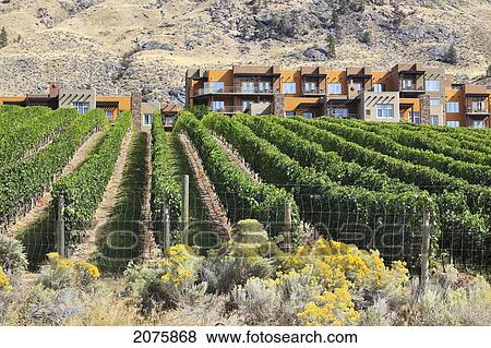 Spirit Ridge Vineyard And Resort In The Okanagan Valley; Osoyoos British Columbia Canada View Large Photo Image Stock Photo - Spirit Ridge Vineyard And Resort In The Okanagan Valley; Osoyoos British Columbia Canada. Fotosearch