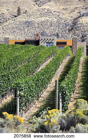 Spirit Ridge Vineyard And Winery In The Okanagan Valley; Osoyoos British Columbia Canada View Large Photo Image Stock Photo - Spirit Ridge Vineyard And Winery In The Okanagan Valley; Osoyoos British Columbia Canada. Fotosearch