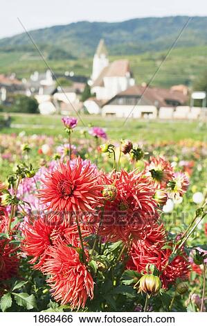 Spitz, Austria View Large Photo Image Stock Photograph - Spitz, Austria. Fotosearch