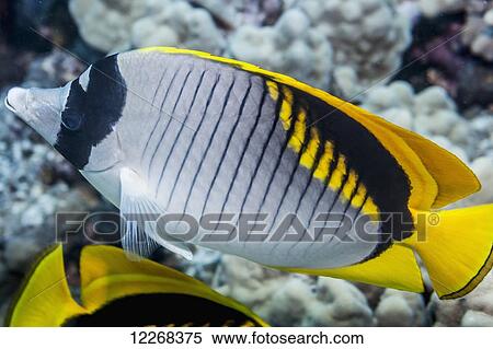 Stock Photography - Spot-nape Butterflyfish (Chaetodon oxycephalus); Kona, Island of Hawaii, Hawaii, United States of America. Fotosearch