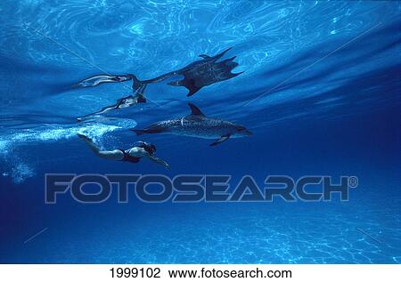 Spotted Dolphin With Snorkeler View Large Photo Image Stock Image - Spotted Dolphin With Snorkeler. Fotosearch
