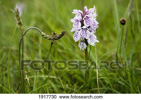Stock Image - Spotted Orchid On Isle Of Harris. Fotosearch