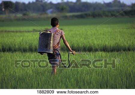 Stock Photo - Spraying Insecticide On Paddy Fields; Bangladesh. Fotosearch