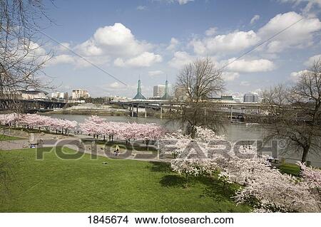 Spring Blossoms Along Portland Waterfront; Portland, Oregon, Usa View Large Photo Image Picture - Spring Blossoms Along Portland Waterfront; Portland, Oregon, Usa. Fotosearch