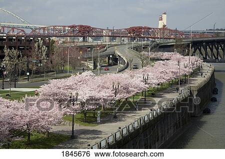 Spring Blossoms Along Portland Waterfront; Portland, Oregon, Usa View Large Photo Image Stock Photograph - Spring Blossoms Along Portland Waterfront; Portland, Oregon, Usa. Fotosearch