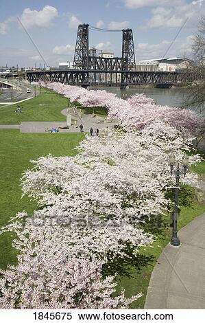 Spring Blossoms Along Portland Waterfront; Portland, Oregon, Usa View Large Photo Image Stock Photography - Spring Blossoms Along Portland Waterfront; Portland, Oregon, Usa. Fotosearch