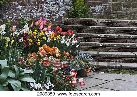 Stock Photo - Spring Flowers And Steps In Greater Dixter; Sussex, England. Fotosearch