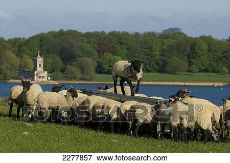 Stock Photo - Spring lambs by Normanton Church along Rutland Water, one of the largest man-made reservoirs in Europe; Rutland, Leicestershire, England. Fotosearch