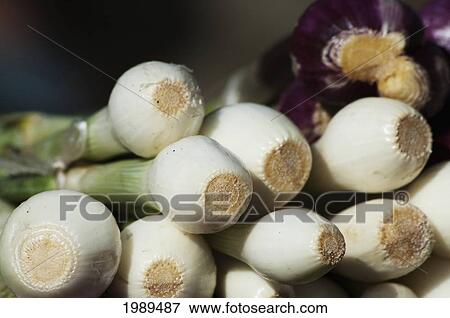 Stock Photo - Spring Onions, San Juan Chamula, Chiapas, Mexico. Fotosearch