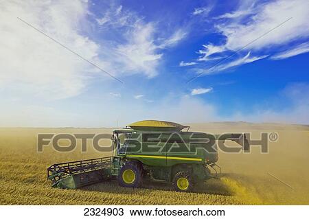 Stock Image - Spring wheat harvest near Bruxelles; Manitoba, Canada. Fotosearch
