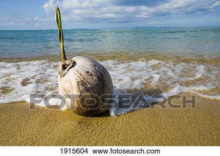 Sprouting Coconut Washed Up On Beach View Large Photo Image Picture - Sprouting Coconut Washed Up On Beach. Fotosearch
