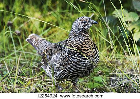 Spruce Grouse (Falcipennis canadensis); Elkford, British Columbia, Canada View Large Photo Image Picture - Spruce Grouse (Falcipennis canadensis); Elkford, British Columbia, Canada. Fotosearch