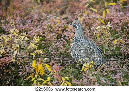 Stock Photography - Spruce Grouse (Falcipennis canadensis) in fall foliage in Denali National Park, Interior Alaska, USA. Fotosearch