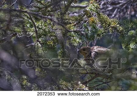Stock Image - Spruce Grouse Perched In Tree, British Columbia, Canada. Fotosearch