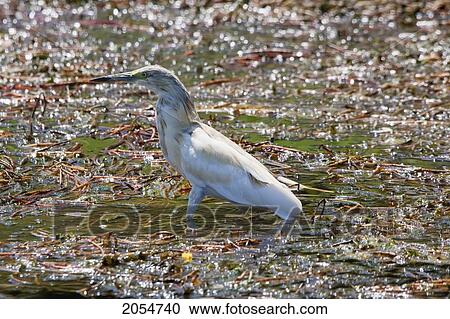 Stock Image - Squacco Heron (Ardeola Ralloides) In The First Cataract Islands Protected Area Saluga And Ghazal, Aswan, Egypt. Fotosearch