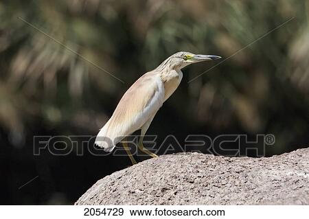 Stock Photo - Squacco Heron (Ardeola Ralloides) In The First Cataract Islands Protected Area Saluga And Ghazal, Aswan, Egypt. Fotosearch