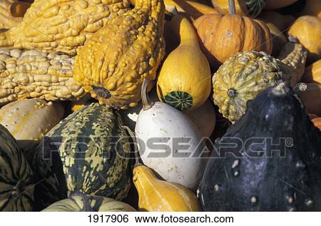 Squash, Close Up View Large Photo Image Stock Photograph - Squash, Close Up. Fotosearch