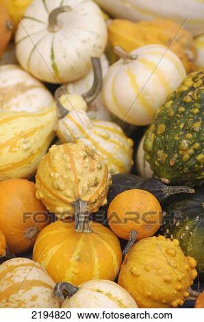 Squash For Sale In The Fruit And Vegetable Market Of Dijon, Burgundy, France. View Large Photo Image Stock Image - Squash For Sale In The Fruit And Vegetable Market Of Dijon, Burgundy, France.. Fotosearch
