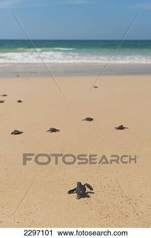 Stock Image - Sri Lanka, Baby turtles heading out to sea for the first time; Unawatuna. Fotosearch