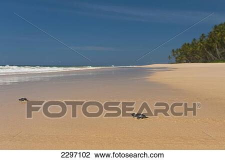 Sri Lanka, Baby turtles heading out to sea for the first time; Unawatuna View Large Photo Image Stock Image - Sri Lanka, Baby turtles heading out to sea for the first time; Unawatuna. Fotosearch