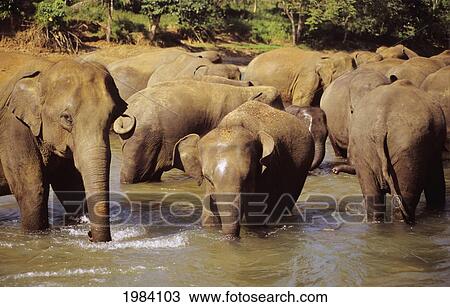 Stock Image - Sri Lanka, Elephants In River At Elephant Orphanage Near Candy.. Fotosearch