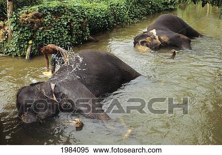 Stock Photography - Sri Lanka, Man Washing An Elephant In River Near Candy. No Model Release. Fotosearch
