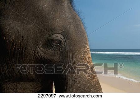 Stock Photo - Sri Lanka, near Unawatuna, Close-up of elephant; Thalpe. Fotosearch