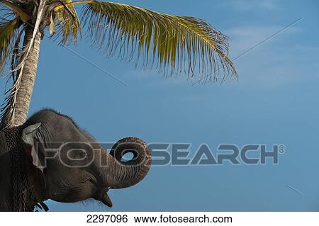 Stock Photograph - Sri Lanka, near Unawatuna, Elephant and palm tree; Thalpe. Fotosearch