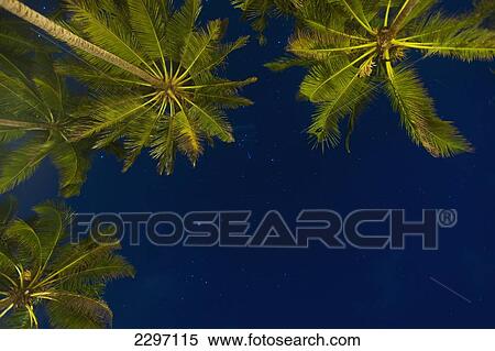 Sri Lanka, near Unawatuna, Stars at night with palm tree; Thalpe View Large Photo Image Stock Photography - Sri Lanka, near Unawatuna, Stars at night with palm tree; Thalpe. Fotosearch